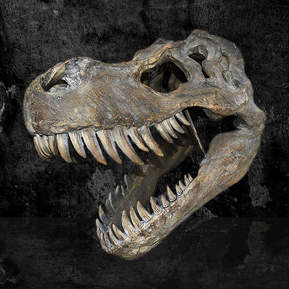 Tyrannosaurus Rex Large Dinosaur Skull