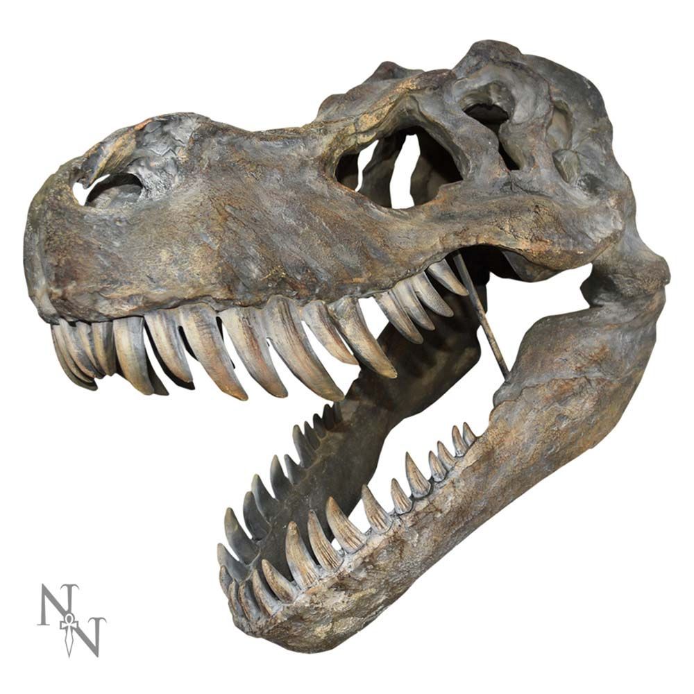 Tyrannosaurus Rex Large Dinosaur Skull
