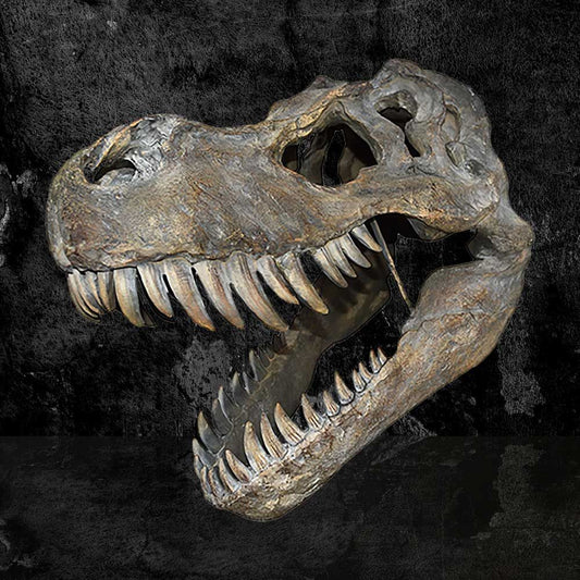 Tyrannosaurus Rex Large Dinosaur Skull